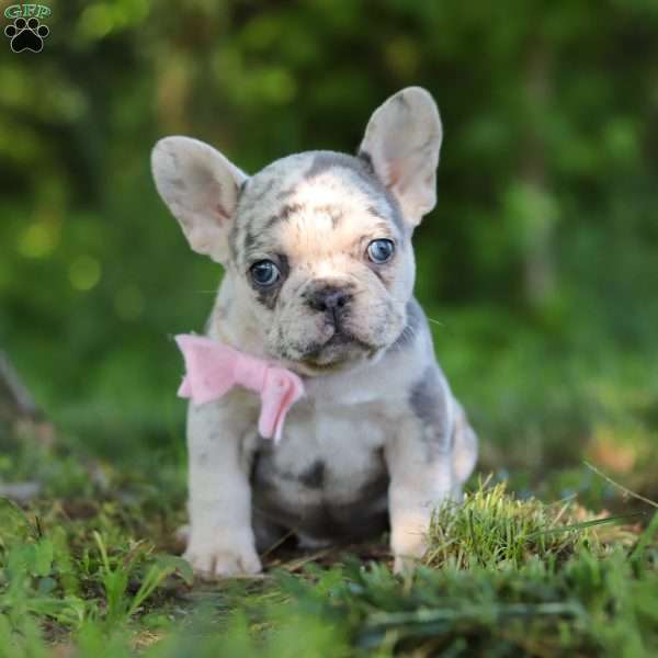 Petunia, French Bulldog Puppy